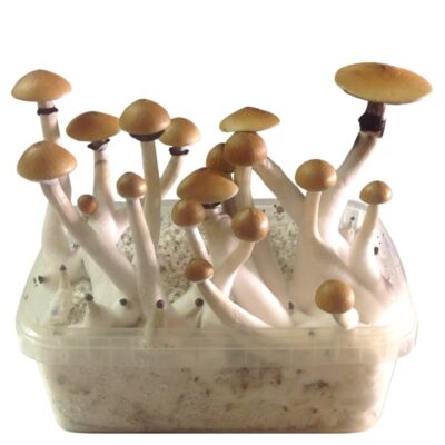 Mushroom Grow Kit B+ 