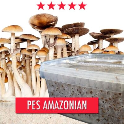 Mushroom Grow Kit PES