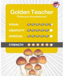 Magic Mushroom Grow Kit Golden Teacher XL by Mondo