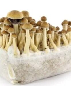 Magic - Magic mushroom growing kits
