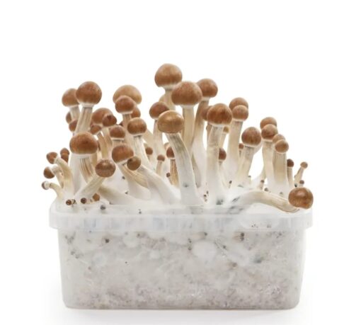 B+ Magic mushrooms grow kit XL GetMagic