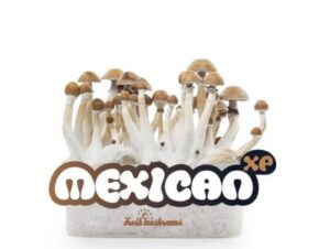 Fresh Mushrooms® Magic Mushroom Grow Kit Mexican XP