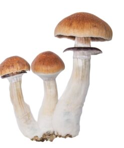 Magic Mushroom Grow Kit Amazon XP by FreshMushrooms®