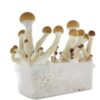 Golden Teacher Magic mushrooms grow kit GetMagic