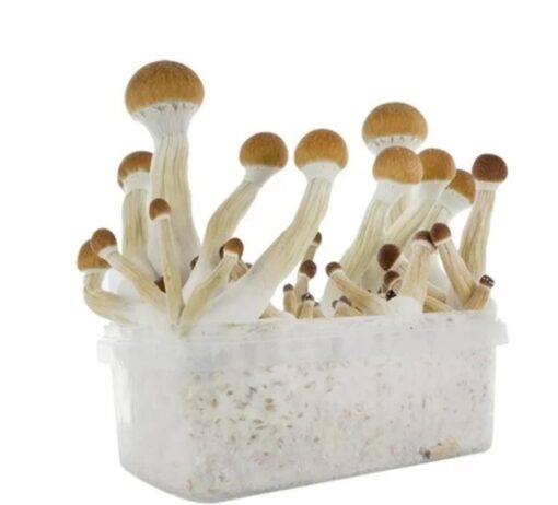 Golden Teacher Magic mushrooms grow kit GetMagic