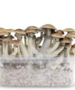 Mexican Magic mushrooms grow kit GetMagic