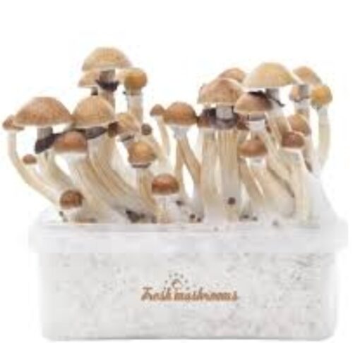 McKennaii Magic mushrooms grow kit XL GetMagic