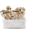 Magic Mushroom Grow Kit McKennaii by Mondo®