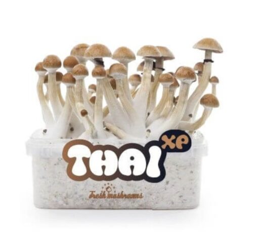 Thai Magic mushrooms grow kit XL GetMagic