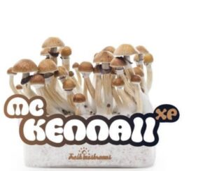 FreshMushrooms® grow kit McKennaii