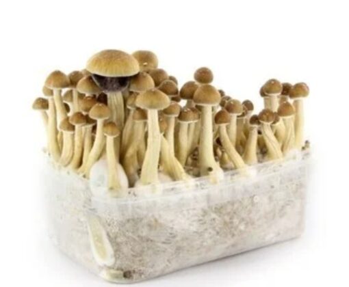Amazon mushroom grow kits