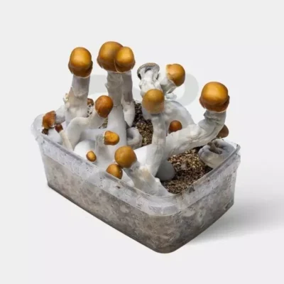 B+ mushrooms grow kit 