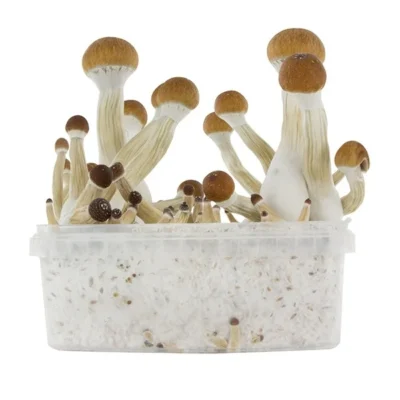 Golden teachers grow kit