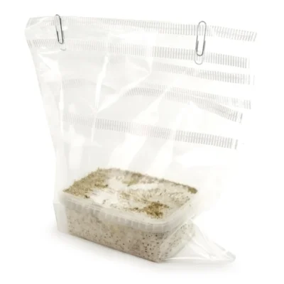 FreshMushrooms grow kit McKennaii