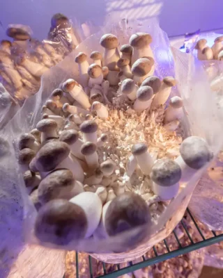 Mexican Mushroom Grow Kit