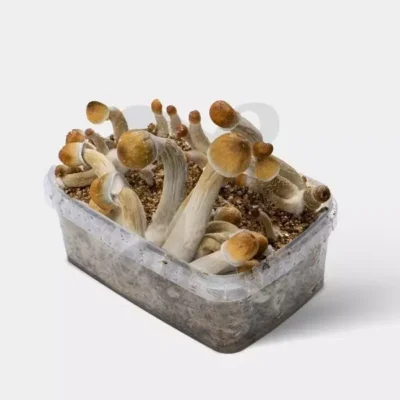 Mushroom Grow Kit Mexican