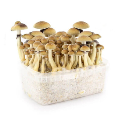 Mazatapec mushroom grow kit