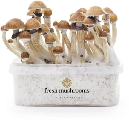 McKennaii mushrooms grow kit