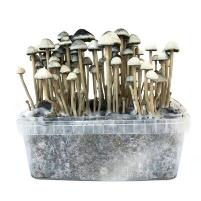 Mexican mushrooms grow kit