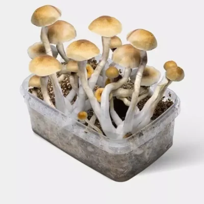 Mushroom Grow Kit Thai